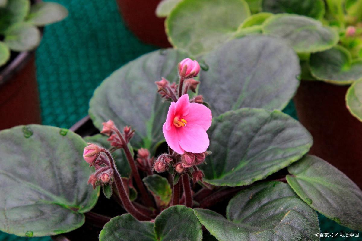 18種超級耐陰的花，沒光也能養爆盆，客廳陽臺輕松養